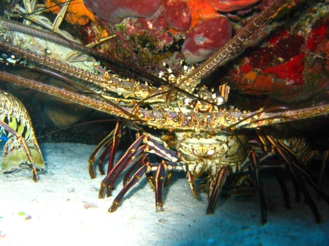 2011-12-16_1935-Small