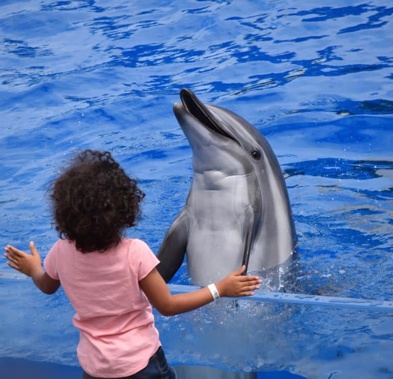 Child interacting with a dolphin at Seaworld San Diego
