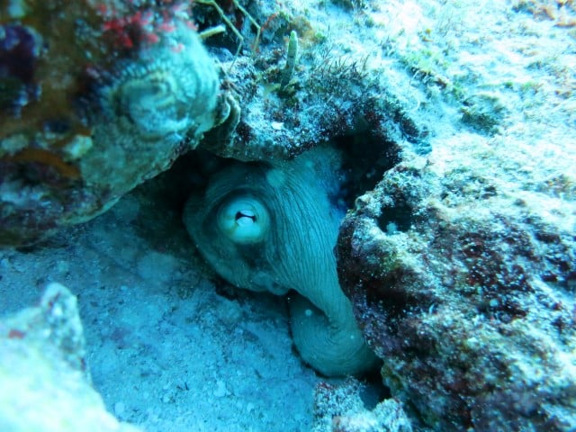 diving-Nov-21_3130-Small