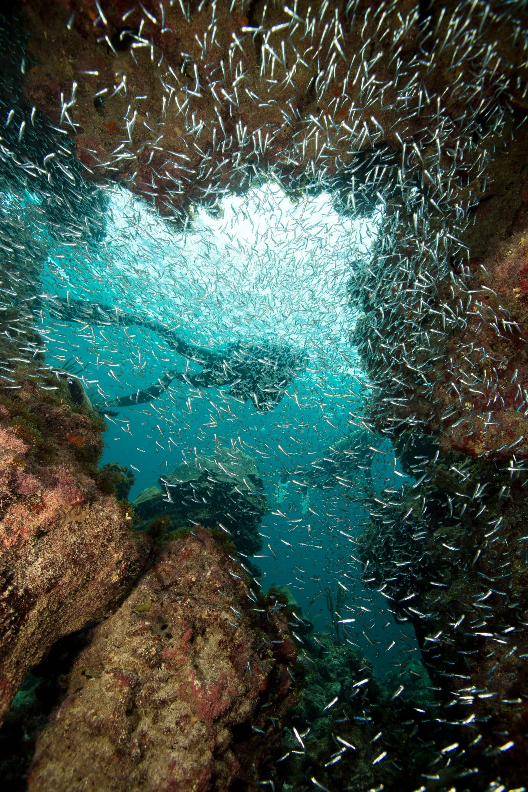 Large school of Glass minnows.