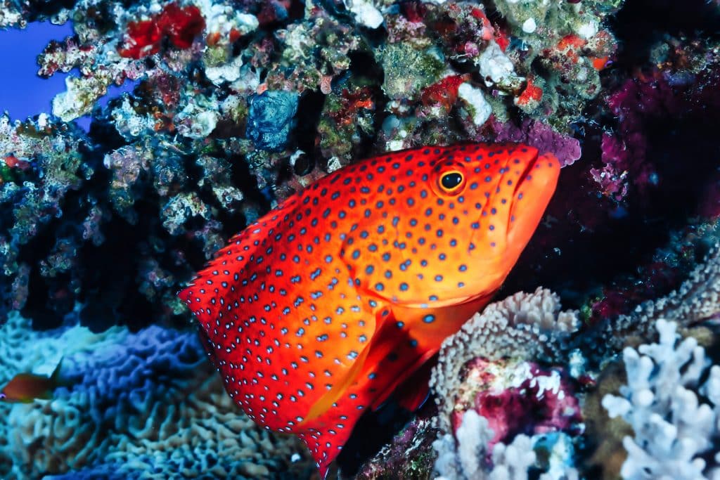 Red fish swimming in blue ocean water tropical under water. Fishes in underwater wild animal world