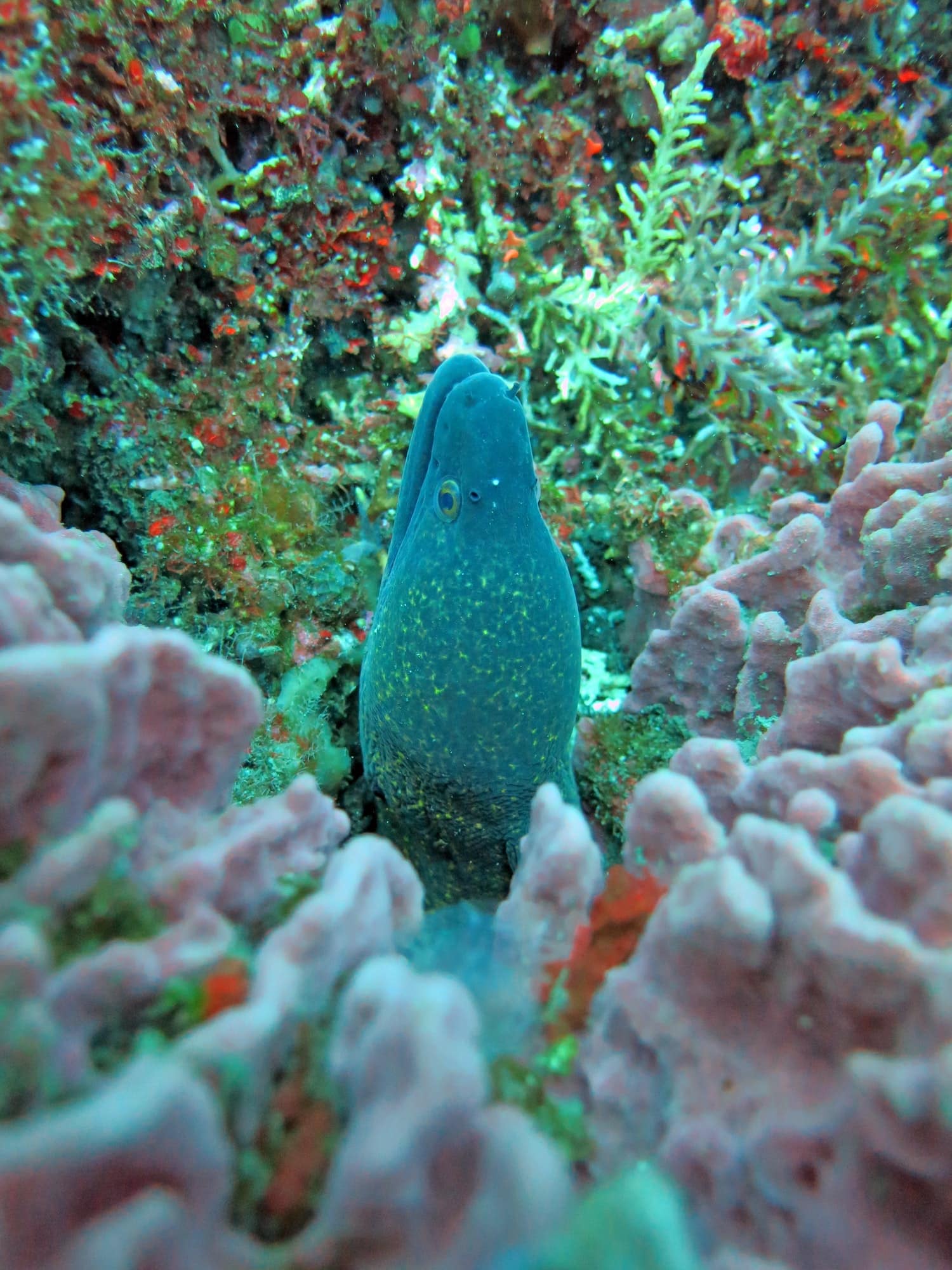 Giant moray hiding amongst coral reef on the ocean floor, Bali.