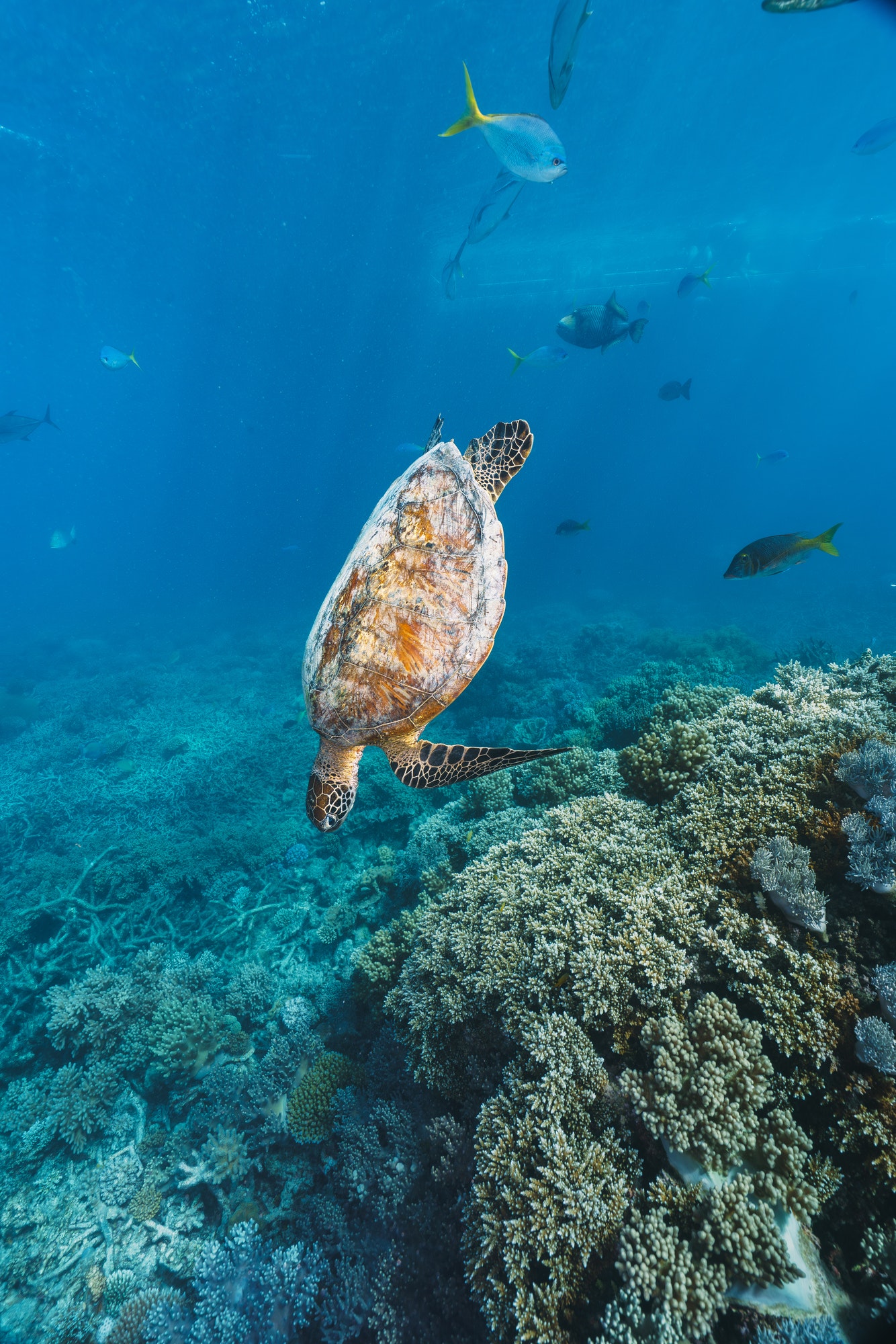 green sea turtle pose close to the healthy coral reef in australia